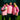 Chaqueta Con Cremallera Entrenamiento Hombre Rosa 25/26