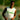 Camiseta Sin Mangas Entrenamiento Adulto Blanca Real Betis 26/27
