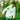 Chaqueta Cremallera Entrenamiento Adulto Blanca Real Betis 26/27