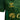 Camiseta Segunda Equipación Real Betis 26/27 Infantil Manga Corta UCL
